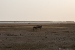 DSC08263_b