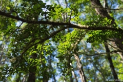 DSC06138_b