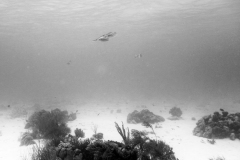 DSC08381_b