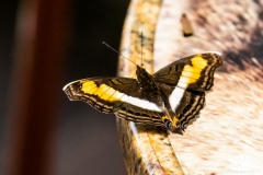 DSC05994_b