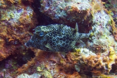 Bonaire_1