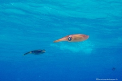 Bonaire_10