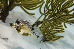 Bonaire_11