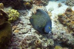 Bonaire_13