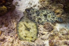 Bonaire_14