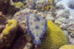 Bonaire_15