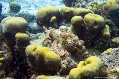 Bonaire_16