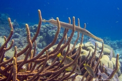 Bonaire_18