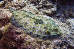 Bonaire_19
