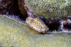 Bonaire_2
