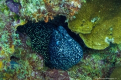 Bonaire_21
