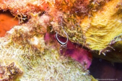 Bonaire_22
