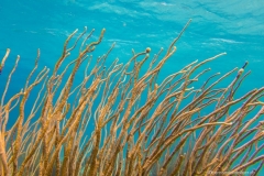 Bonaire_3