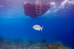 Bonaire_4