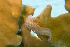 Bonaire_5