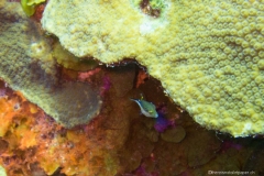Bonaire_6