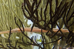 Bonaire_7