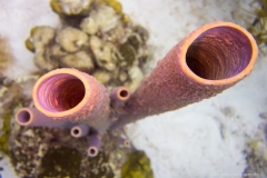 Bonaire_9