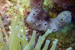 Curacao_2