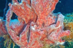 2012_Honduras_29
