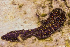 2012_Honduras_31