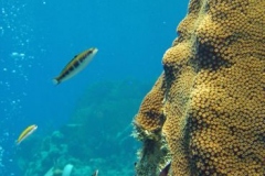 2012_Honduras_34