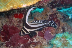 2012_Honduras_36