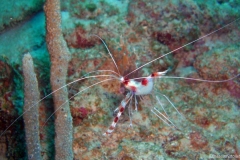 2012_Honduras_47