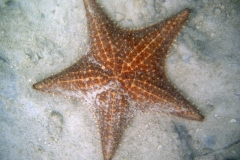 2012_Panama_diving_1