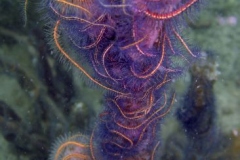 2012_Panama_diving_4