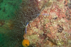 2012_Panama_diving_6