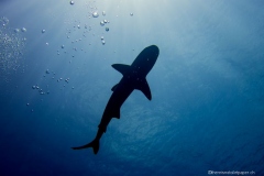 Raiatea_11