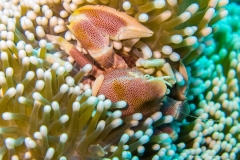 2015_Indonesia_Bali_11