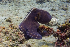 2015_Indonesia_Bali_15