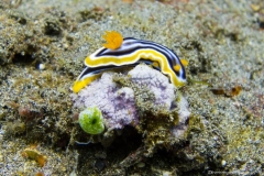 2015_Indonesia_Bali_16