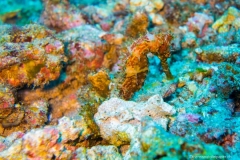 2015_Indonesia_Bali_23