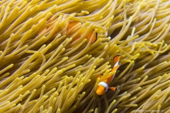 2015_Indonesia_Bali_26