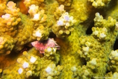 2015_Indonesia_Bali_27
