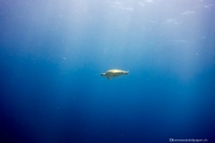 2015_Indonesia_Bali_28