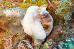 2015_Indonesia_Bali_29