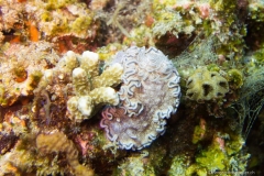 2015_Indonesia_Bali_3