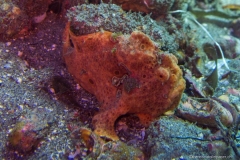 2015_Indonesia_Bali_34