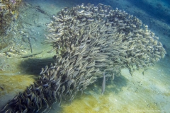 2015_Indonesia_Bali_35