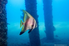 2015_Indonesia_Bali_36
