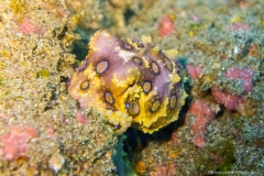 2015_Indonesia_Bali_37