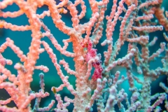 2015_Indonesia_Bali_38