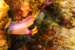 2015_Indonesia_Bali_4