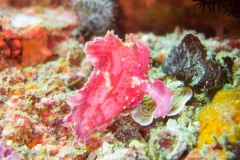 2015_Indonesia_Bali_6