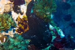 2015_Indonesia_Bali_7
