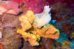 2015_Indonesia_Bali_8
